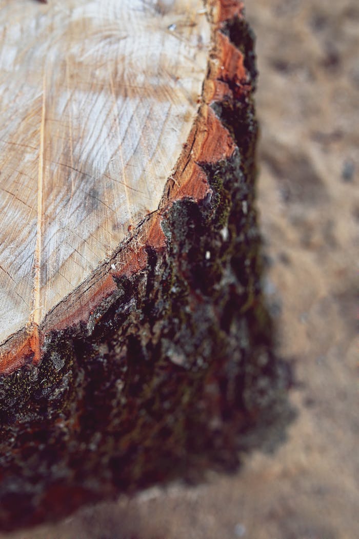 Mastering the First Impression: Your intriguing post title goes here Detailed view of a tree stump showing growth rings and texture. Ideal for nature, environment themes.